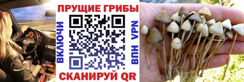 Псилоцибиновые грибы Psilocybine cubensis Чебаркуль
